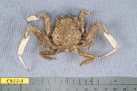 藏品(中華關公蟹)的圖片